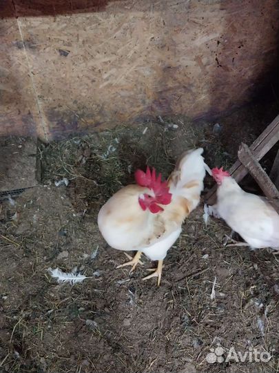 Петухи