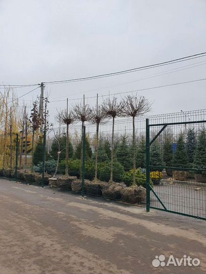 Клен Глобоссум купить