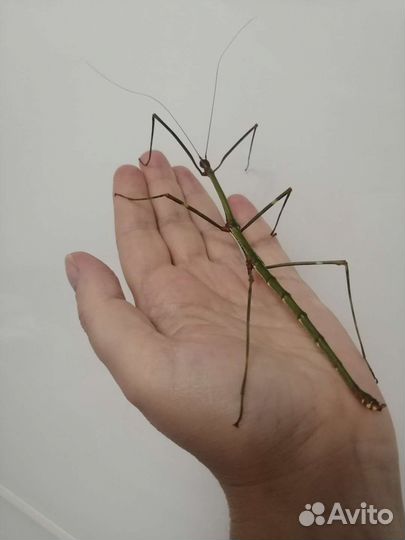 Палочники и их яйца