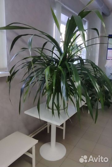 Комнатные цветы панданус