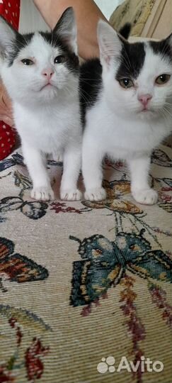 Отдам котят в добрые руки, обе девочки