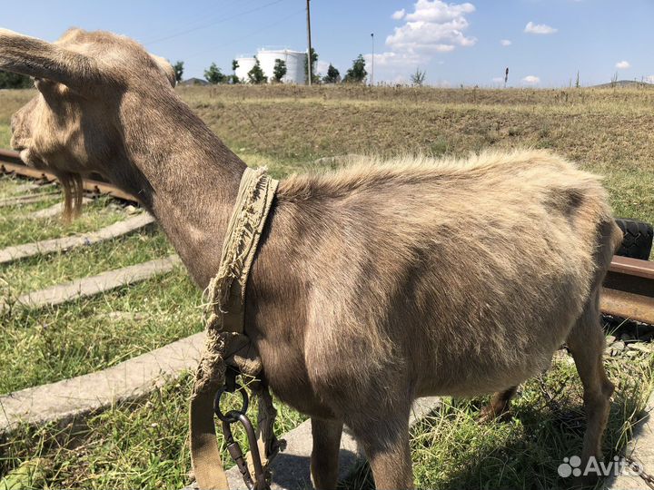 Дойная коза зааненская и козел ламанча