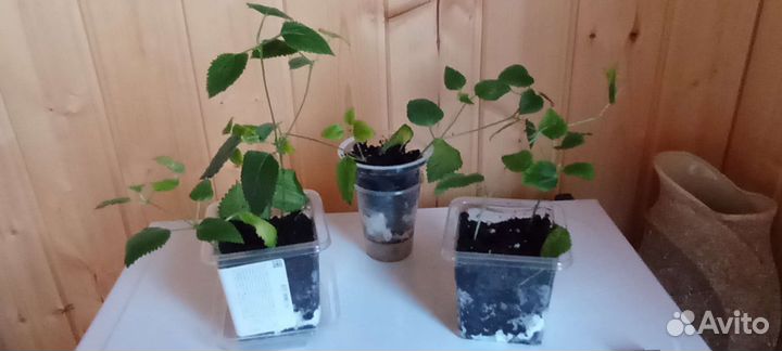 Домашние цветы