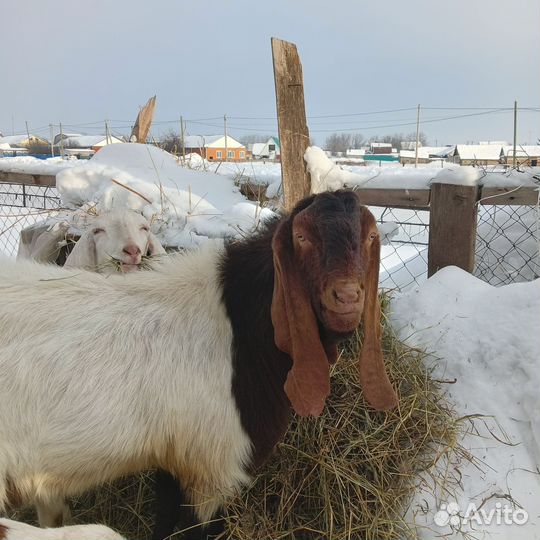 Козел камори 100% козы, козлята