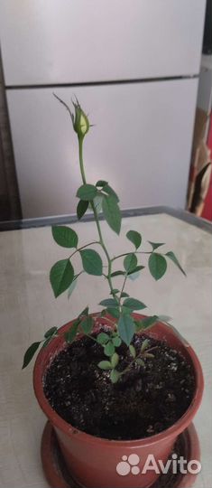 Роза комнатная домашняя