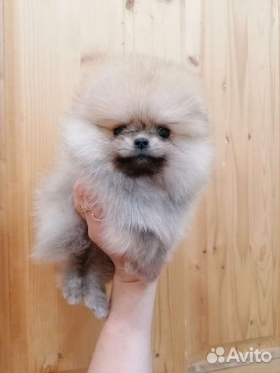 Щенки шпица