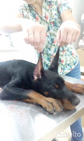 Купирование ушей добермана