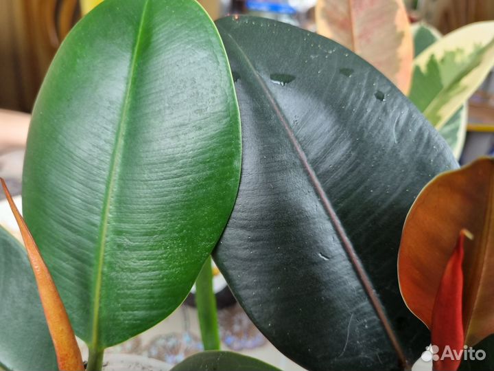 Фикус черный принц