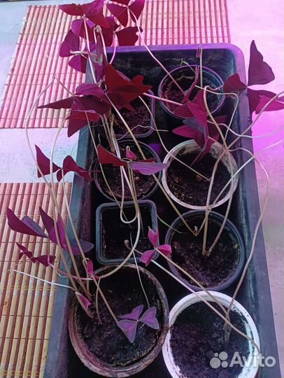 Кислица оксалис