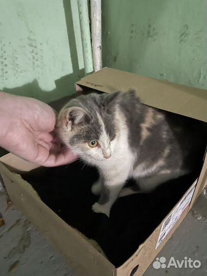 Кошечка в добрые руки