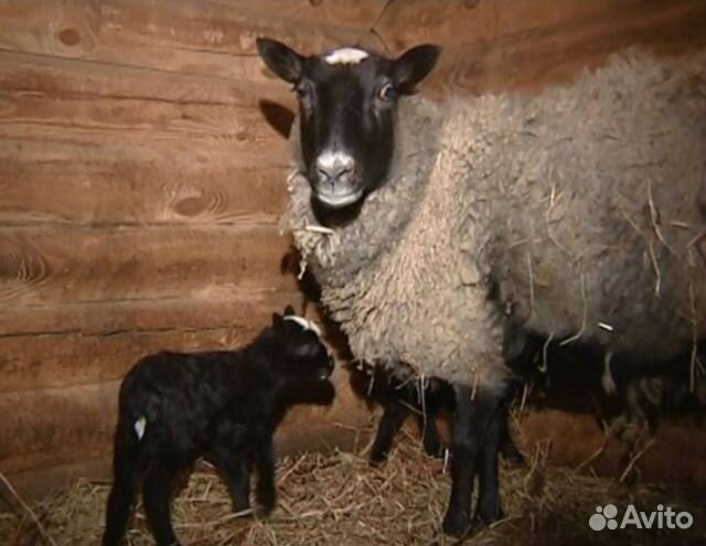 Овцы бараны ягнята романовские