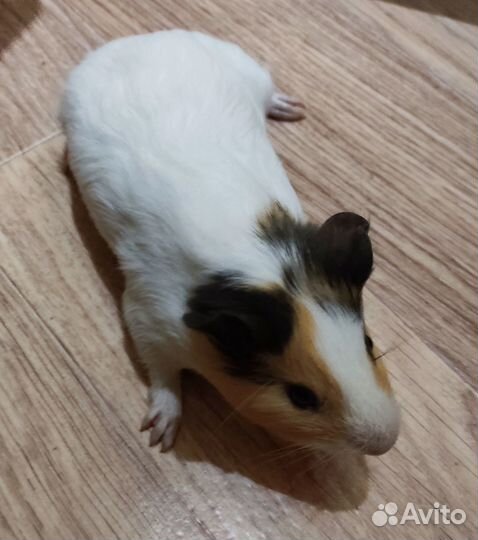 Морская свинка