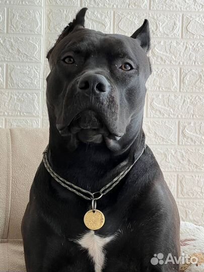 Питбуль вязка