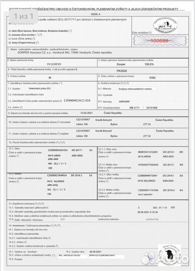 Баран породы дорпер