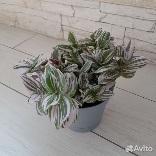 Традесанция пинк хилл, пышный куст