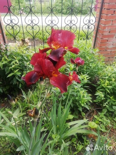 Ирисы