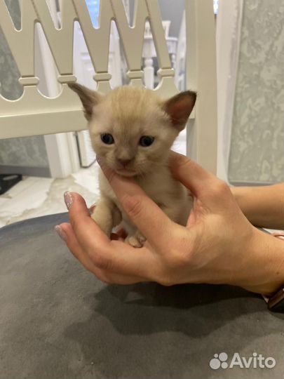 Котята европейской бурмы