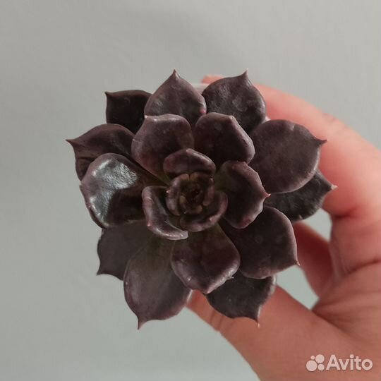 Суккуленты - 9