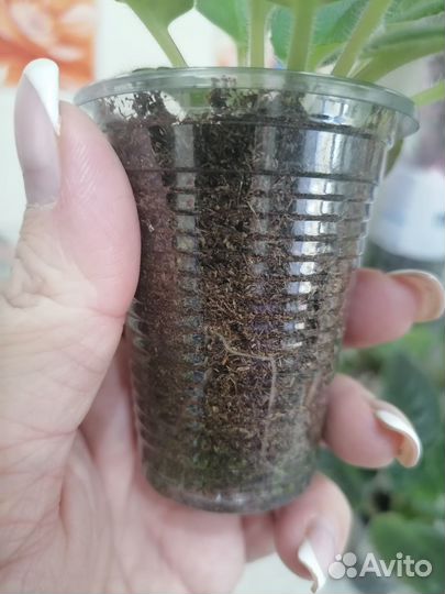 Мини фиалка Адам