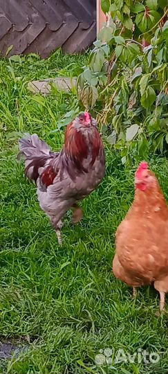 Молодые петухи