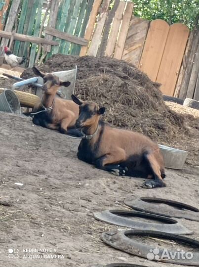 Козла чешского