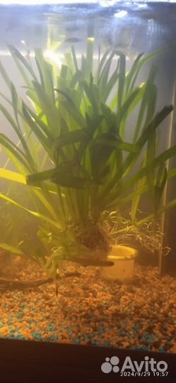 Аквариумные растения и креветки