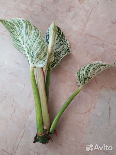 Филодендрон биркин