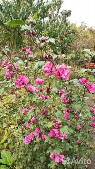 Гибискус махровый древесный