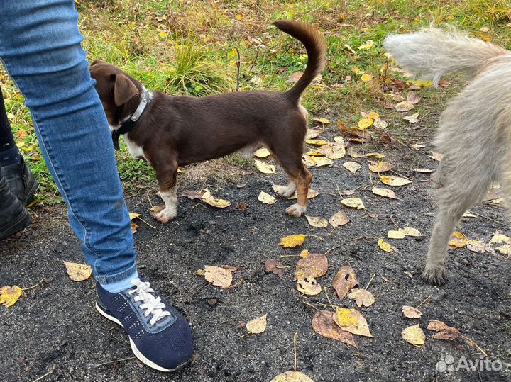 Собака в добрые руки