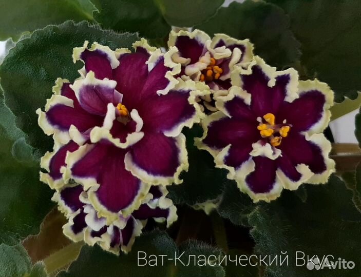 Фиалка Набор