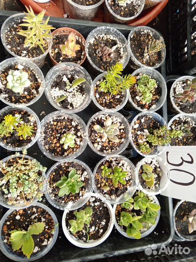 Суккуленты часть 4