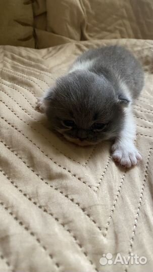 Шотландские котята