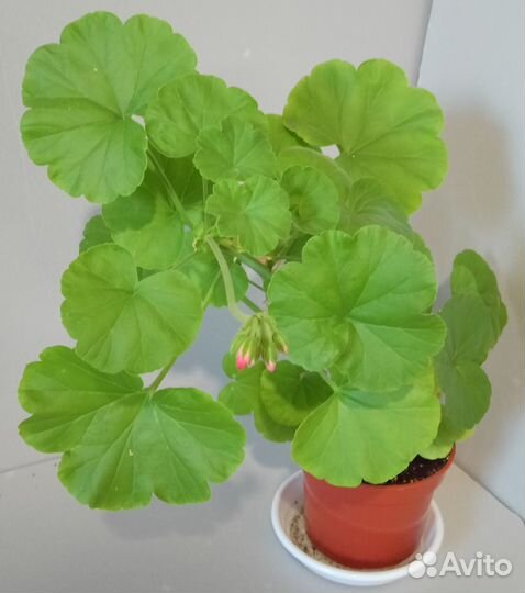 Пеларгония герань комнатные цветы