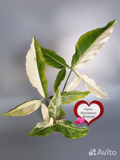 Сингониум ангустатум вариегатный