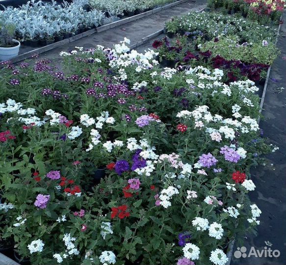 Рассада цветов