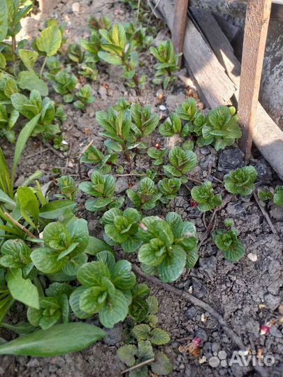 Мята и Мелисса