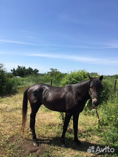 Конский навоз