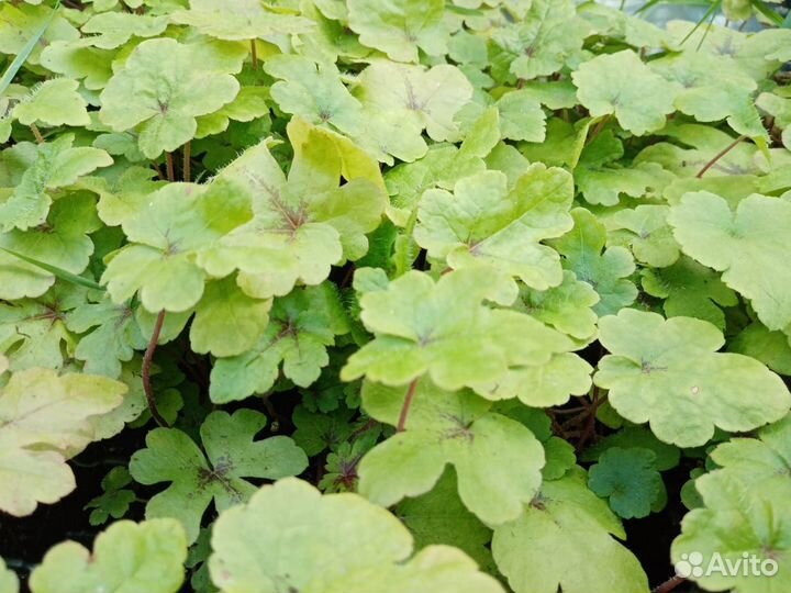 Гейхеры гейхереллы тиареллы в кассете