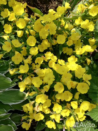 Многолетники