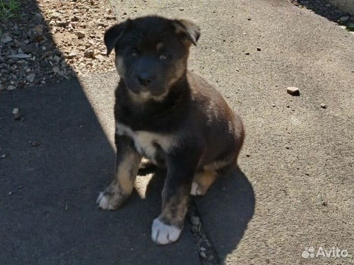 Щенки американской акиты без родословной