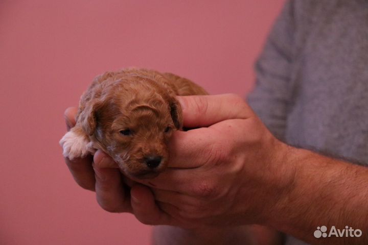 Мальтипу. Мини мальчик