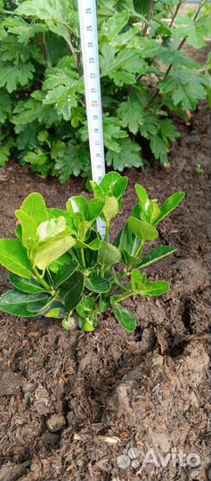 Лавровишня саженцы