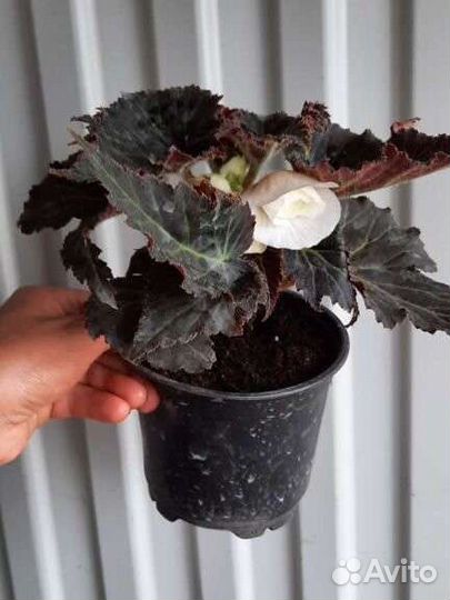 Бегония клубневая