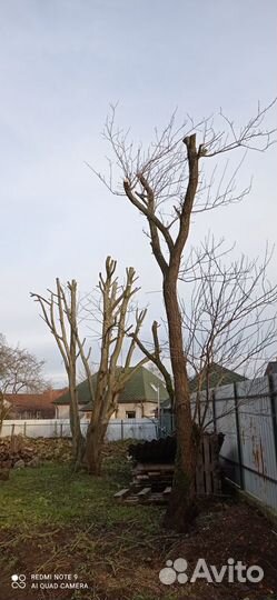 Спил обрезка деревьев