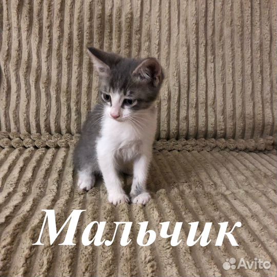 Котята бесплатно