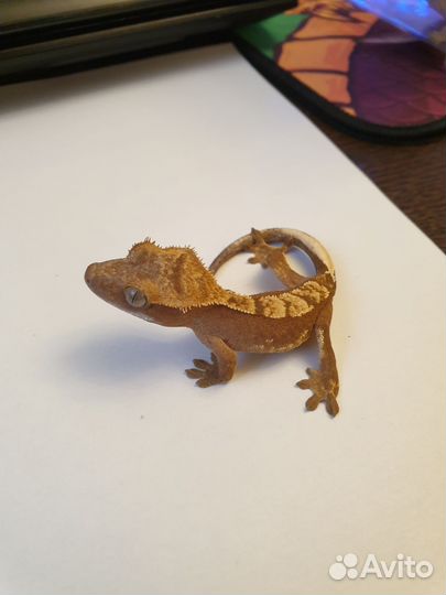 Геккон бананоед