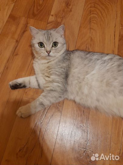 Британская