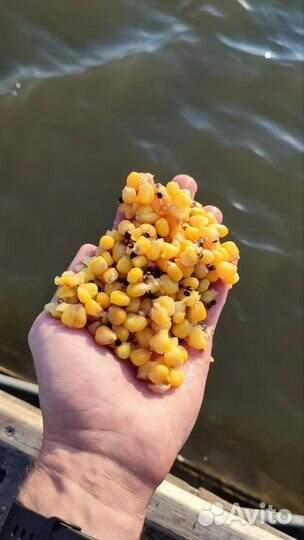 Ферментированные кукуруза г.Губкин