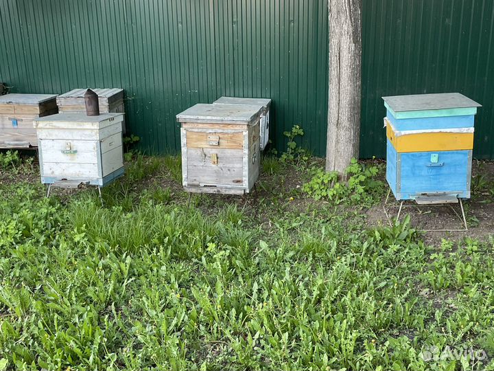 Улей с пчелами