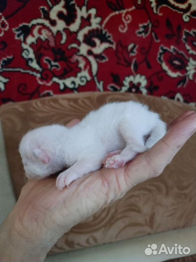 Котята Священная Бирма